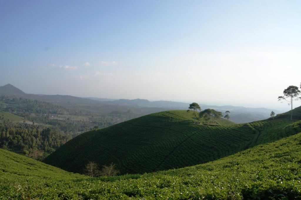 Menikmati Sejuknya Kebun Teh Kemuning di Ngargoyoso 