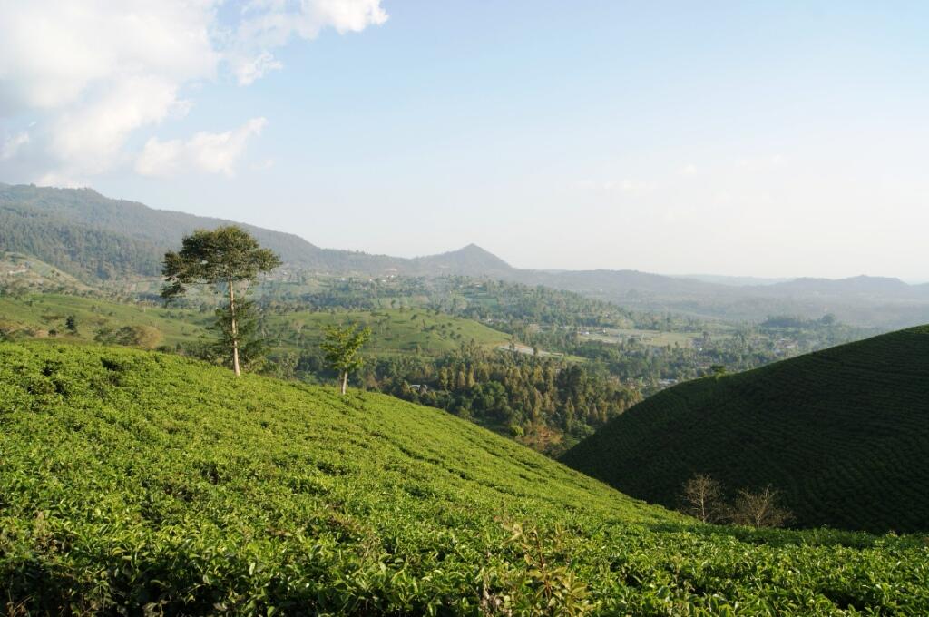 Menikmati Sejuknya Kebun Teh Kemuning di Ngargoyoso 