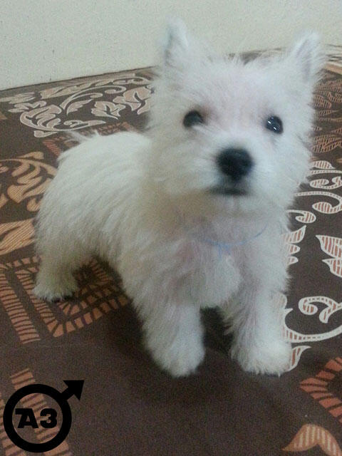 Terjual Dijual Anak Anjing / Puppies Westie (West Highland Terrier