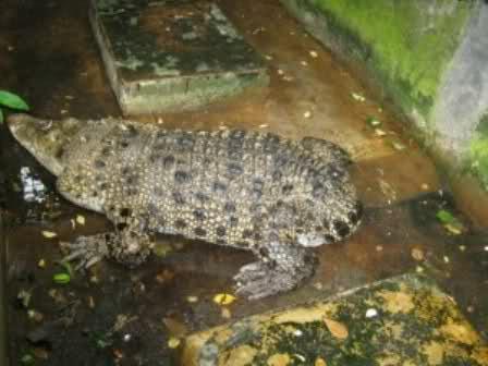 &#91; Horor... &#93; Tak Cuma Buaya Buntung, Warga Sering Lihat Kuntilanak Nongol di Ciliwung