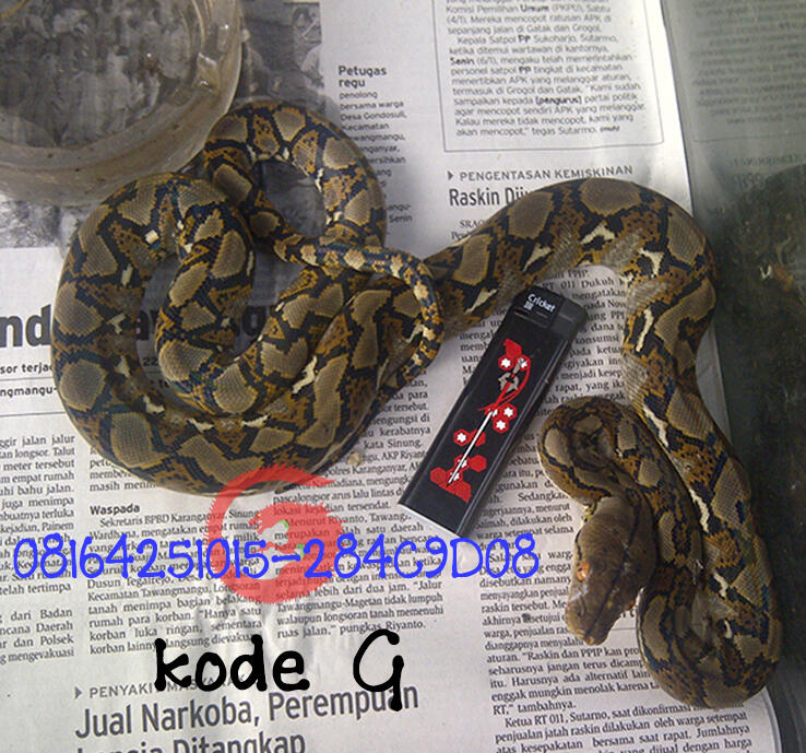 edisi retic jawa baby