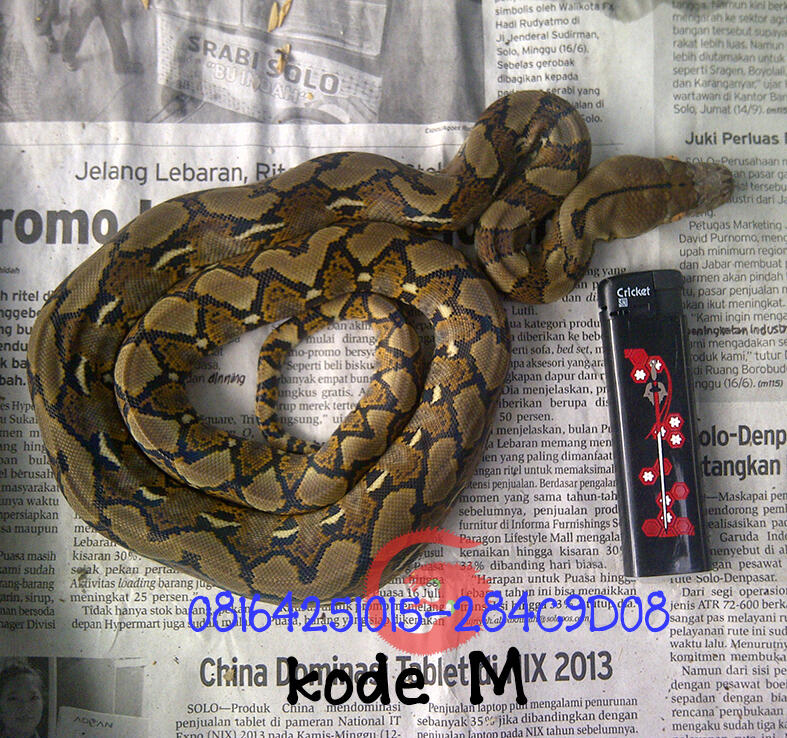 edisi retic jawa baby