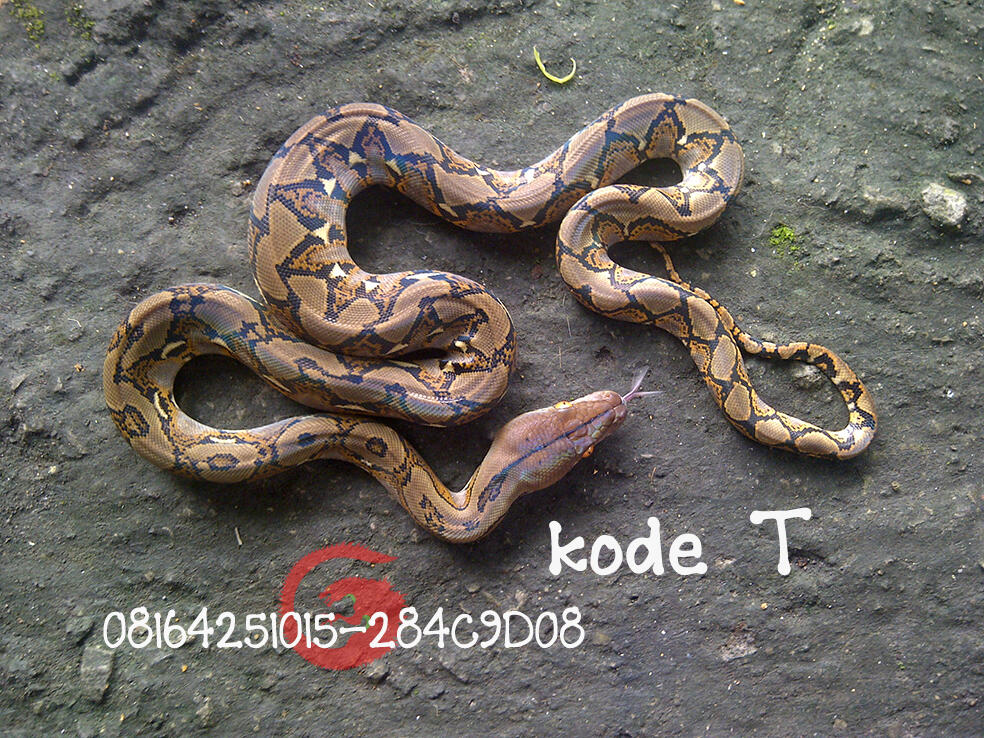 edisi retic jawa baby