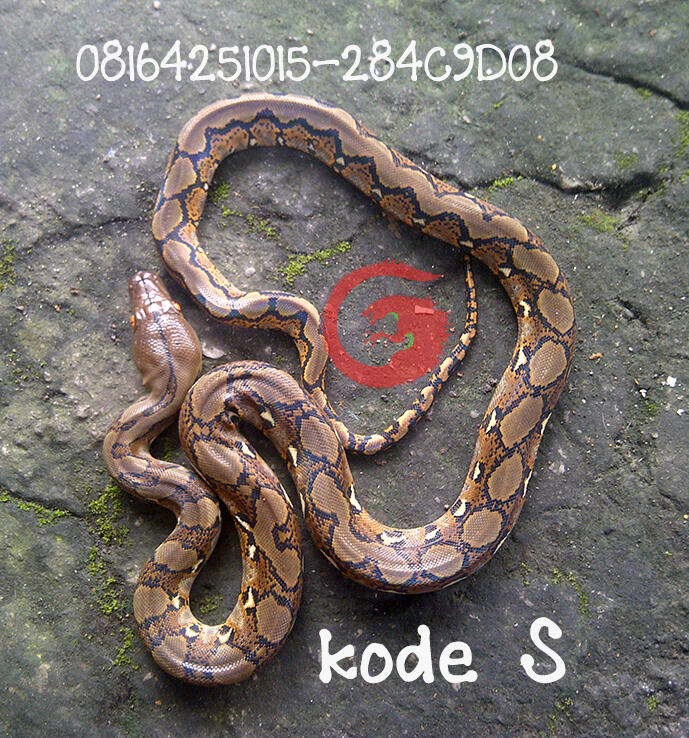 edisi retic jawa baby
