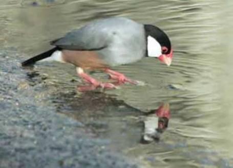 BURUNG GELATIK BELONG