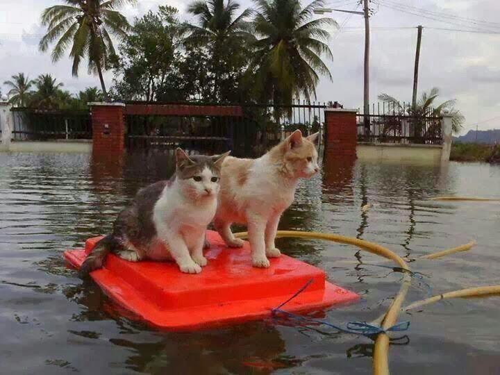 Kemana Kucing ????