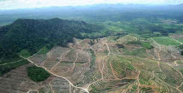 Indonesia punya kenaikan laju deforestasi terbesar di dunia