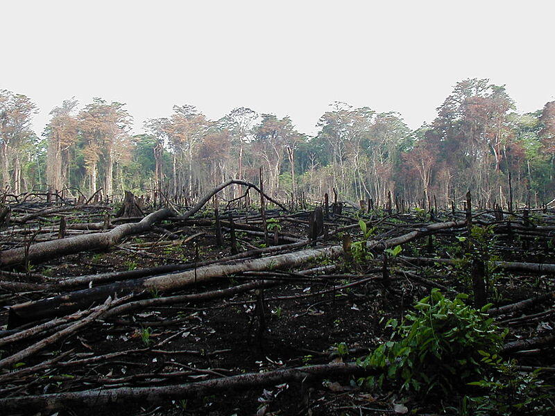 Indonesia punya kenaikan laju deforestasi terbesar di dunia