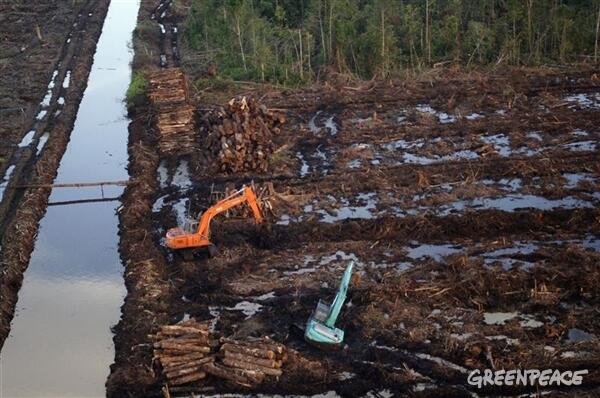 Indonesia punya kenaikan laju deforestasi terbesar di dunia