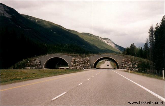 &quot; Jembatan penyeberangan hewan &quot;, emang mereka ngerti ? (orang aja kadang males)