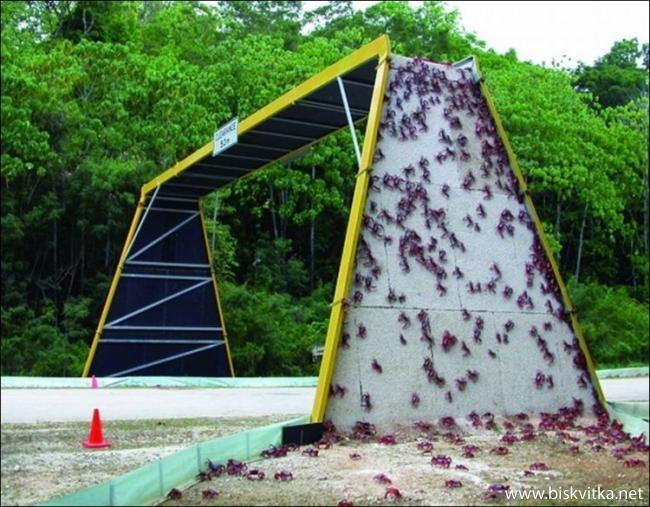 &quot; Jembatan penyeberangan hewan &quot;, emang mereka ngerti ? (orang aja kadang males)