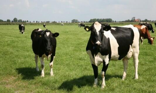 5 Pekerjaan yang menjadi NYAWA Taruhannya