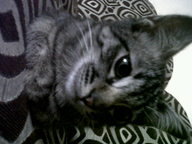 Cari Kucing Hibah Bandung