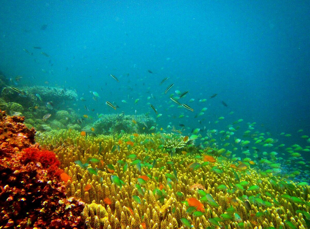 &#91;pic&#93;MENJANGAN ISLAND &#91;KEINDAHAN YANG TERSEMBUNYI&#93;