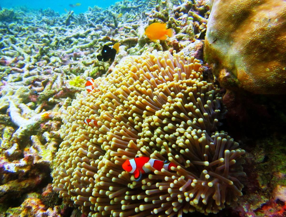 &#91;pic&#93;MENJANGAN ISLAND &#91;KEINDAHAN YANG TERSEMBUNYI&#93;