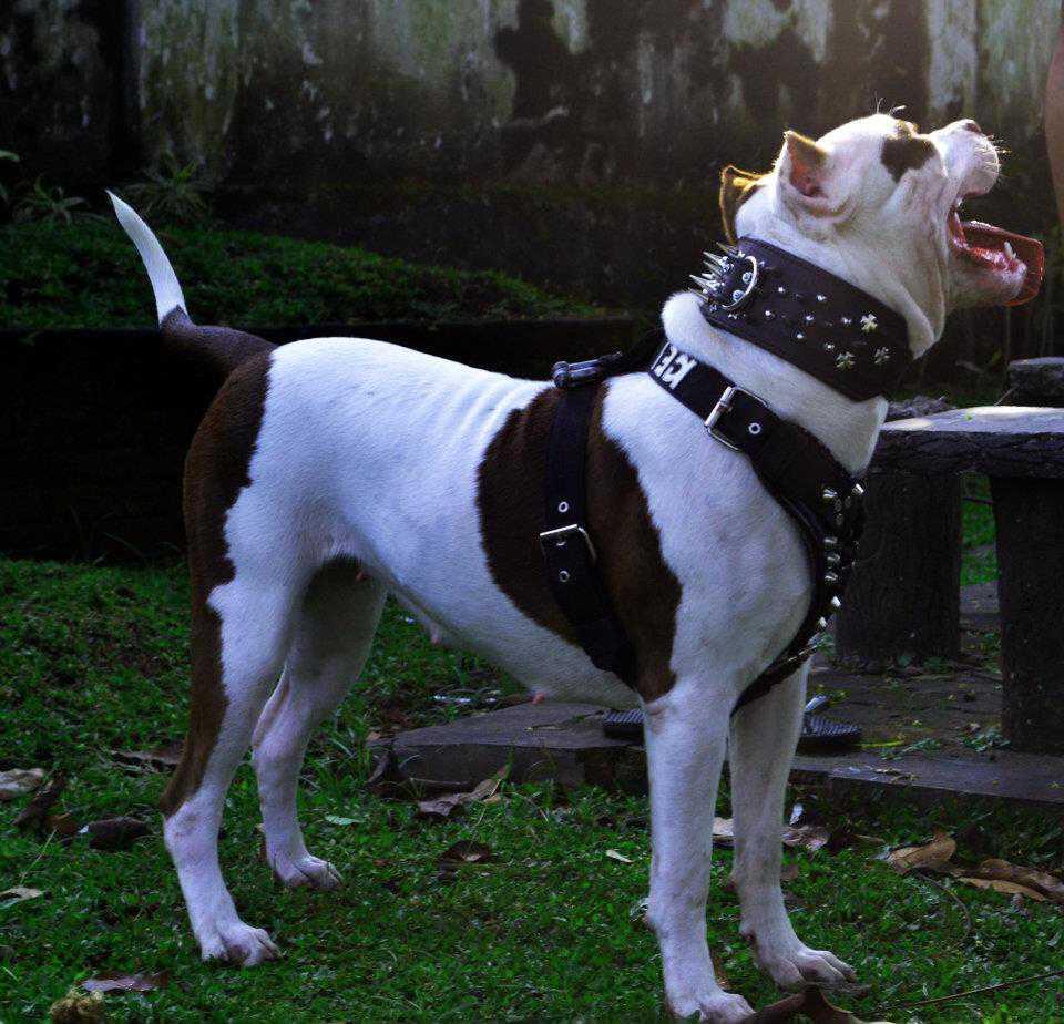 SPIKE COLLAR UNTUK ANJING (PITBUL, DOBERMAN, ROTWEILER) BIAR MAKIN SANGAR !!!!