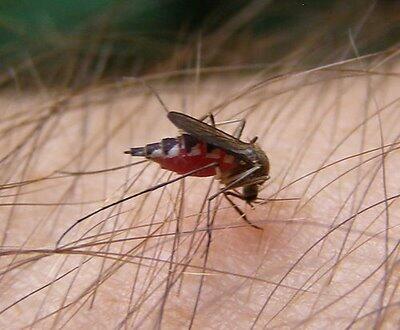 Proses Ketika Nyamuk Menghisap Darah