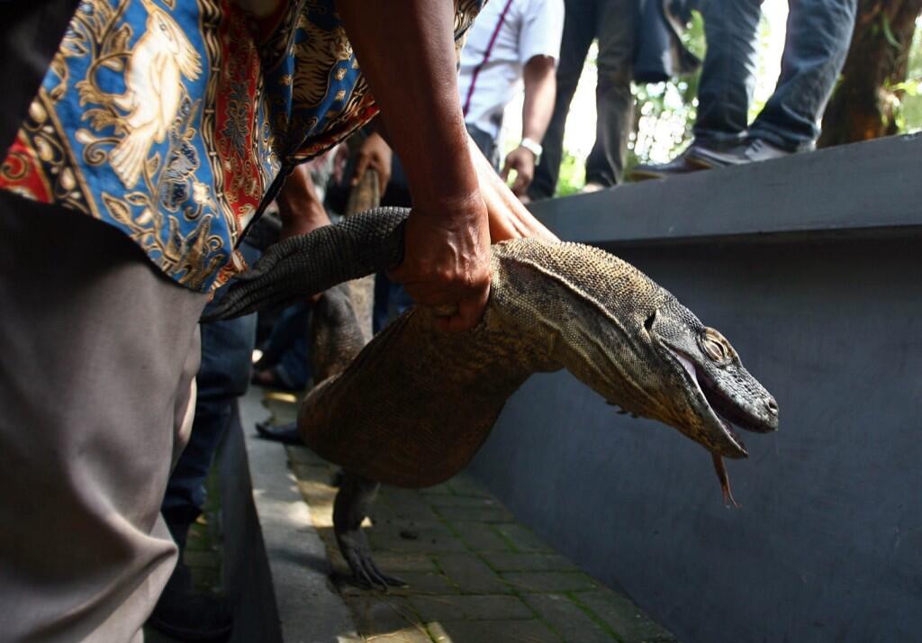 Selamatkan Kebun Binatang Surabaya