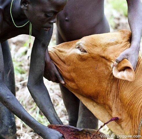 Tradisi minum darah di pedalaman Afrika