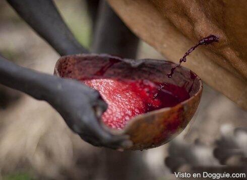 Tradisi minum darah di pedalaman Afrika