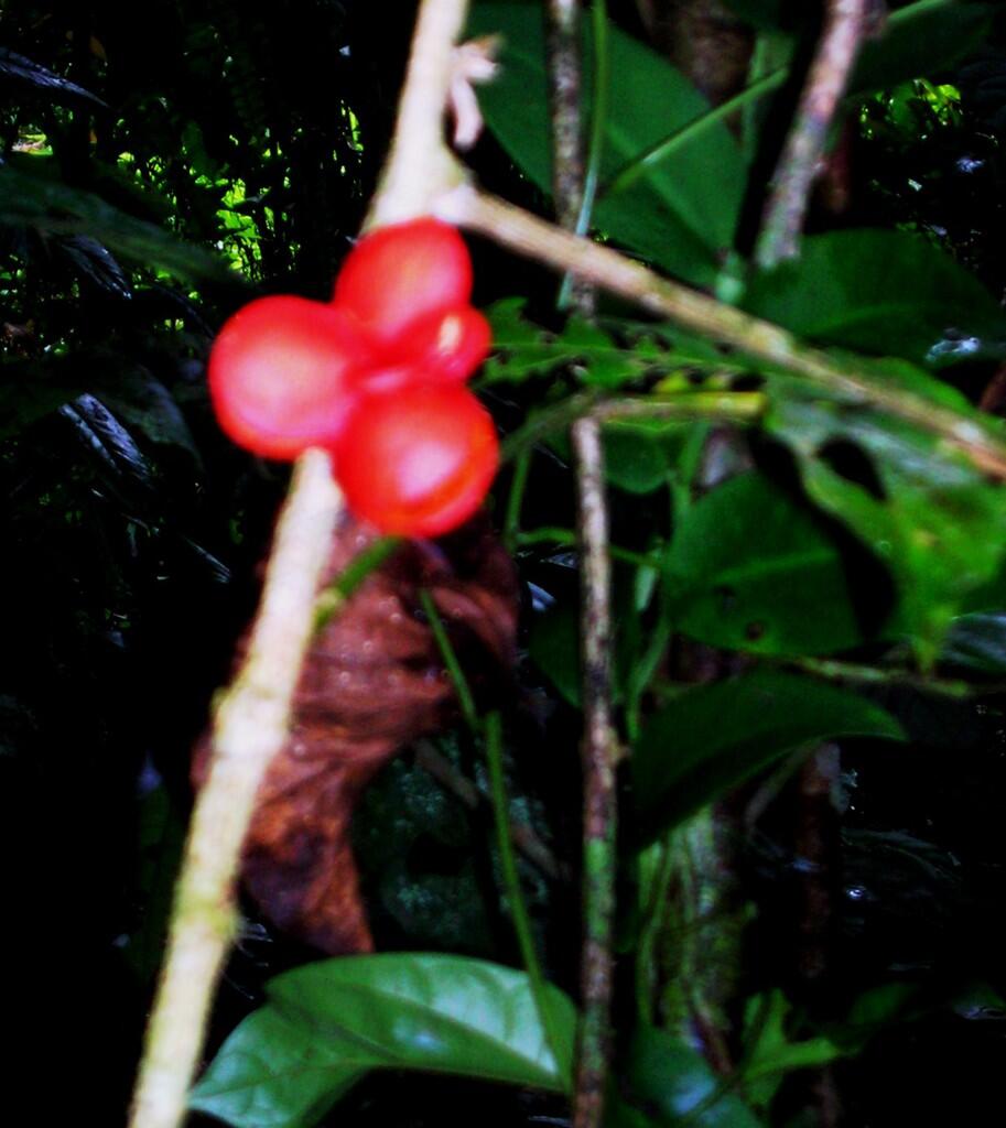 buah tomi-tomi