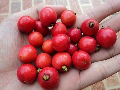 buah tomi-tomi