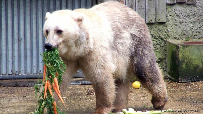 Korea Selatan: Empedu Beruang Sepi Pembeli #kesel gan#