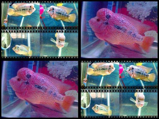 terjual jual anakan ikan louhan d murmer hasil ternakan terjual jual anakan ikan louhan d murmer hasil ternakan