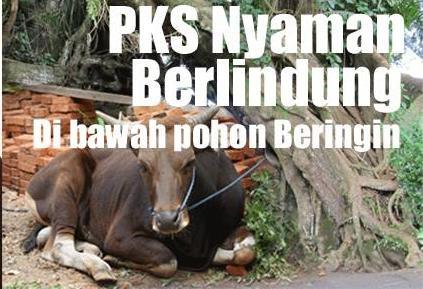 &#91;Ada Picnya...&#93; PKS Nyaman Berlindung di Pohon Beringin...