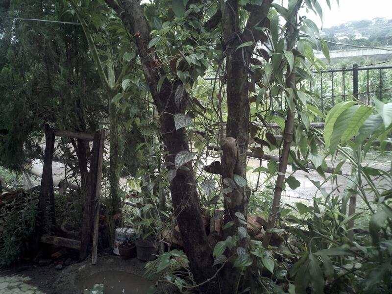 Coba agan tebak, ini foto diambil pake kamera apa ? - ijo2 inside -