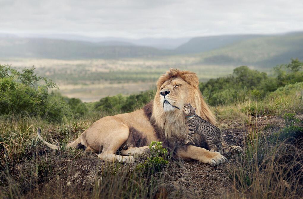 Foto foto Terbaik Sony World Photography Awards 2014