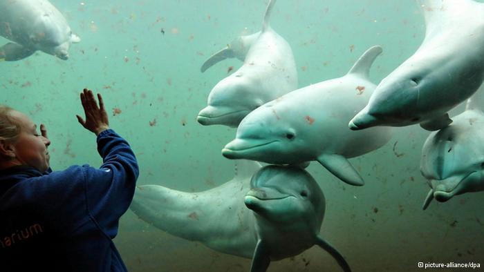 Mamalia Laut Yang Bisa Ketawa