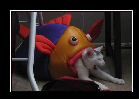 semoga bisa menghibur ..