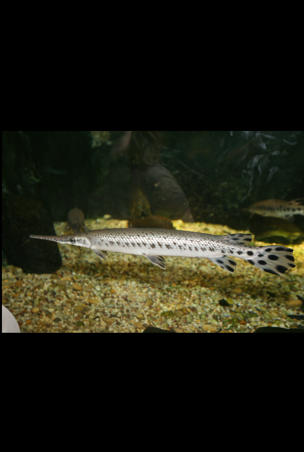 si cantik nan eksotik