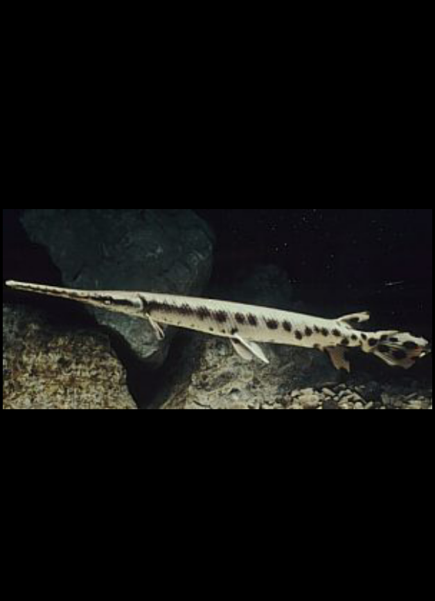 si cantik nan eksotik