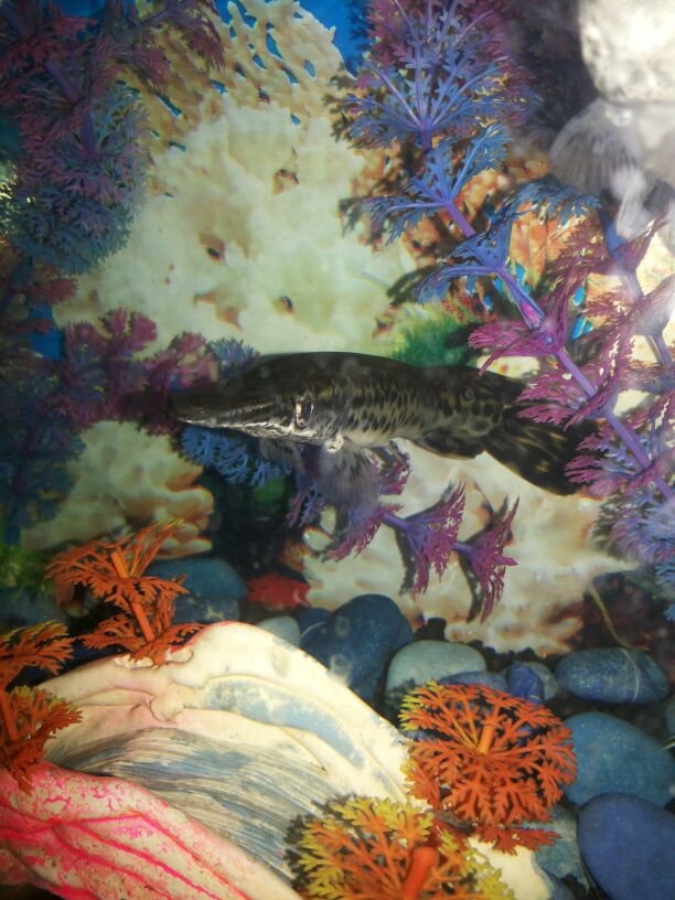 si cantik nan eksotik