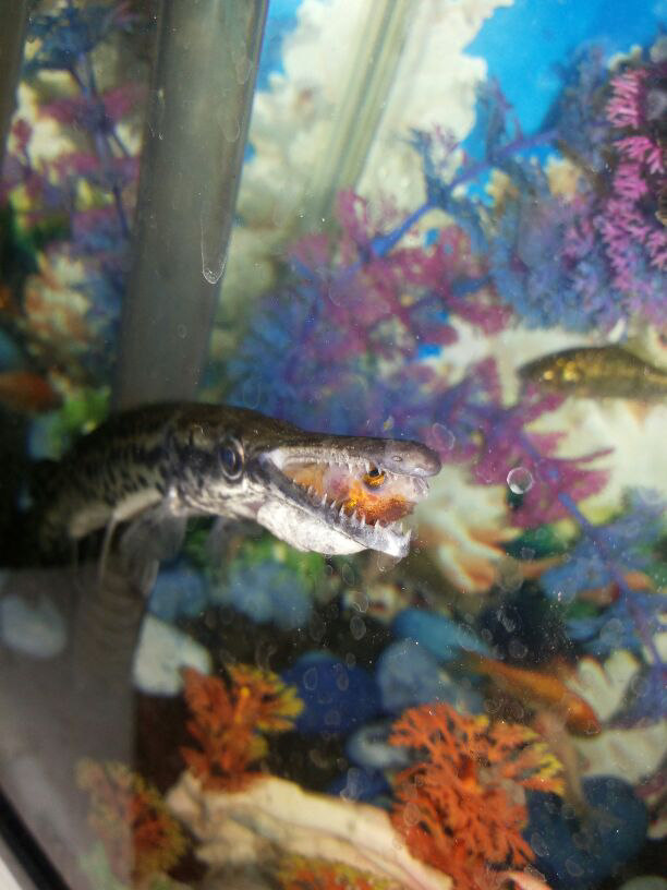 si cantik nan eksotik