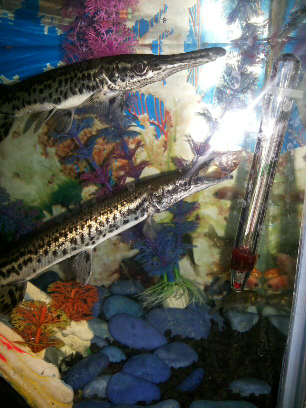 si cantik nan eksotik