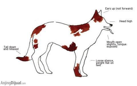 Kenali Bahasa Tubuh Anjing Anda untuk Mengenalnya Lebih Dekat