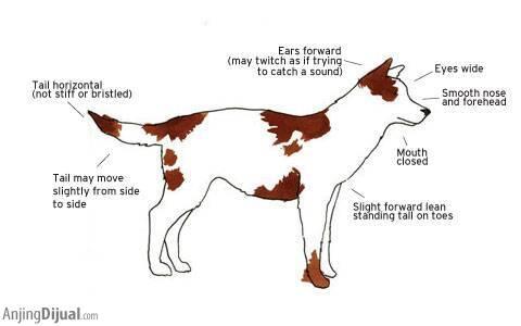 Kenali Bahasa Tubuh Anjing Anda untuk Mengenalnya Lebih Dekat