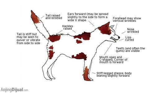 Kenali Bahasa Tubuh Anjing Anda untuk Mengenalnya Lebih Dekat