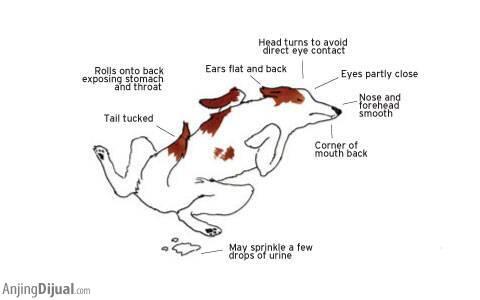 Kenali Bahasa Tubuh Anjing Anda untuk Mengenalnya Lebih Dekat
