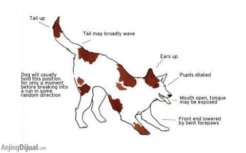 Kenali Bahasa Tubuh Anjing Anda untuk Mengenalnya Lebih Dekat