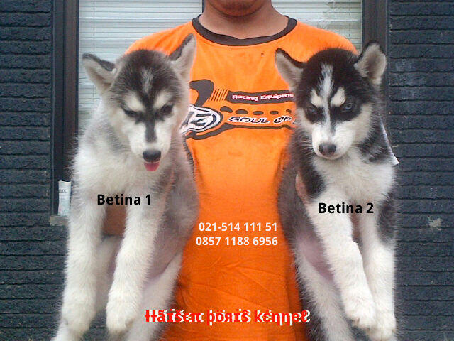 36++ Anjing siberian husky dan harga ideas in 2021 