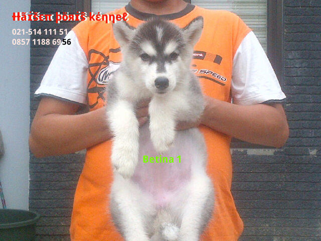 Terjual Anakan Puppies Puppy Anjing Siberian Husky Harga