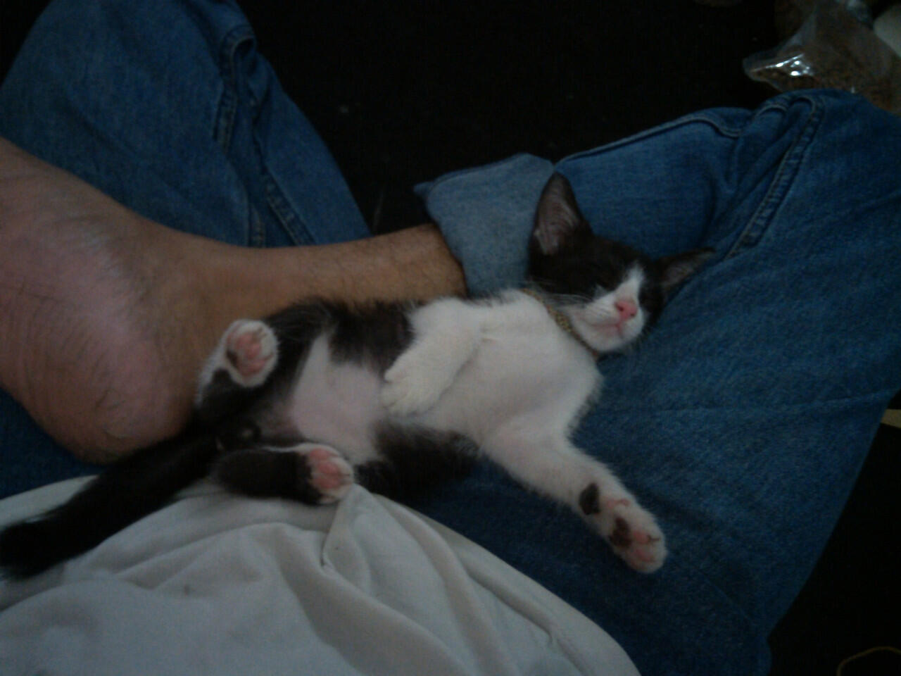 Hibah kitten (anak kucing) kampung, jantan, lucu, hitam-putih - ane kasi gratis