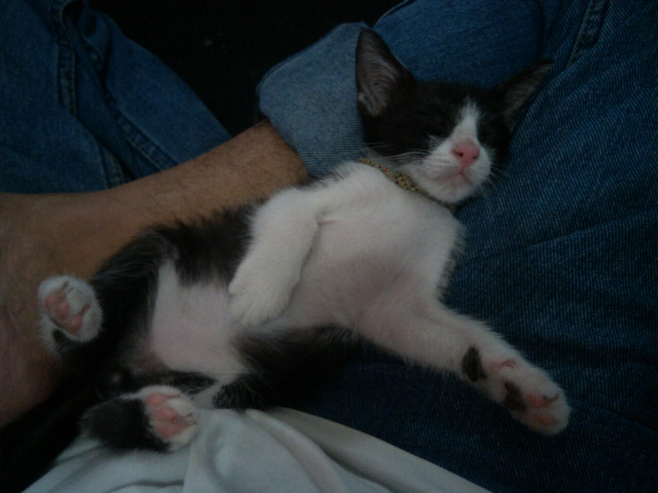 Hibah kitten (anak kucing) kampung, jantan, lucu, hitam-putih - ane kasi gratis