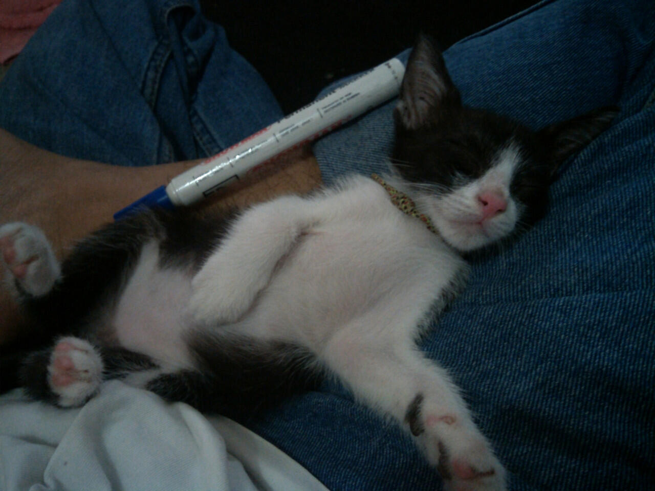 Hibah kitten (anak kucing) kampung, jantan, lucu, hitam-putih - ane kasi gratis