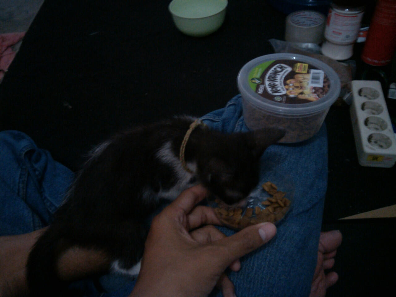 Hibah kitten (anak kucing) kampung, jantan, lucu, hitam-putih - ane kasi gratis