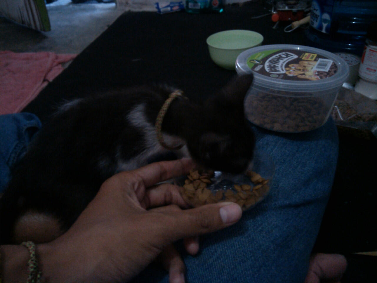 Hibah kitten (anak kucing) kampung, jantan, lucu, hitam-putih - ane kasi gratis